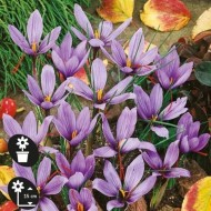Crocus à safran (C. sativus) - par 25