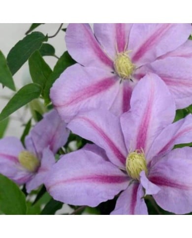 Clématite Volunteer™ 'Evipo080' (D.R Travers)