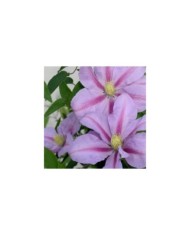 Clématite Volunteer™ 'Evipo080' (D.R Travers)