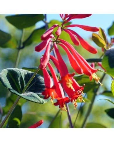 Lonicera x browni 'Dromore Scarlet' (Jimmy Smith)