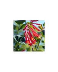 Lonicera x browni 'Dromore Scarlet' (Jimmy Smith)