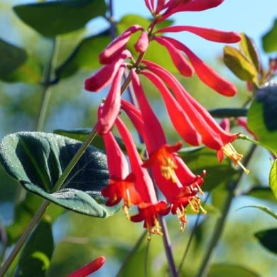 Lonicera x browni 'Dromore Scarlet' (Jimmy Smith)