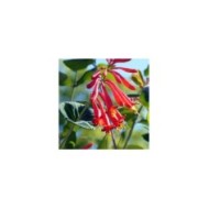 Lonicera x browni 'Dromore Scarlet' (Jimmy Smith)