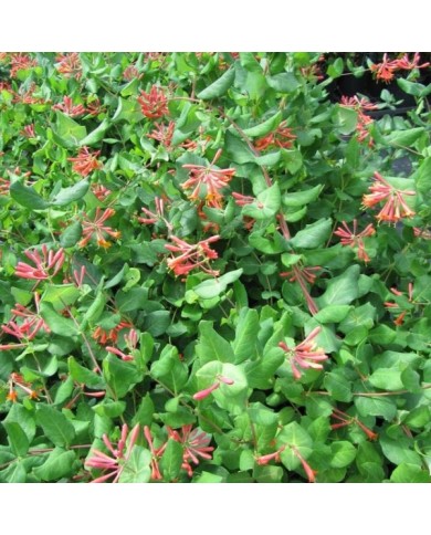 Lonicera x brownii 'Dropmore Scarlet' (Leonora (Ellie) Enking)