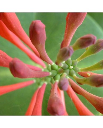 Lonicera x brownii 'Dropmore Scarlet' (bury_dog_walker)