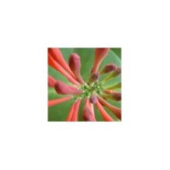 Lonicera x brownii 'Dropmore Scarlet' (bury_dog_walker)