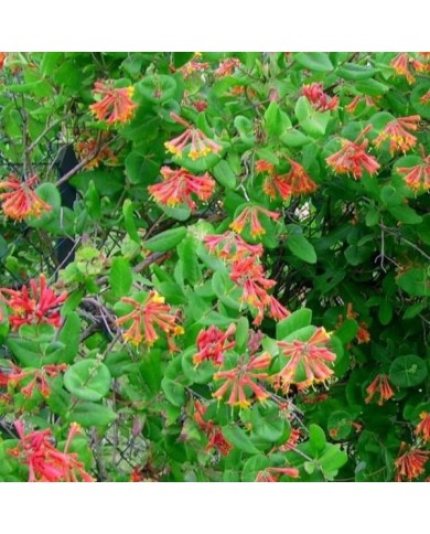 Chèvrefeuille de Brown Dropmore Scarlet (D.R. / &copy;Pépinières Travers)