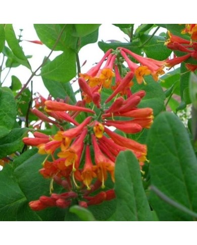 Chèvrefeuille de Brown Dropmore Scarlet (D.R. / &copy;Pépinières Travers)