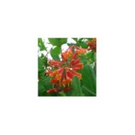 Chèvrefeuille de Brown Dropmore Scarlet (D.R. / &copy;Pépinières Travers)