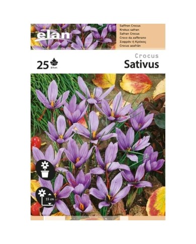 Crocus à safran (C. sativus) - par 25