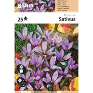 Crocus à safran (C. sativus) - par 25