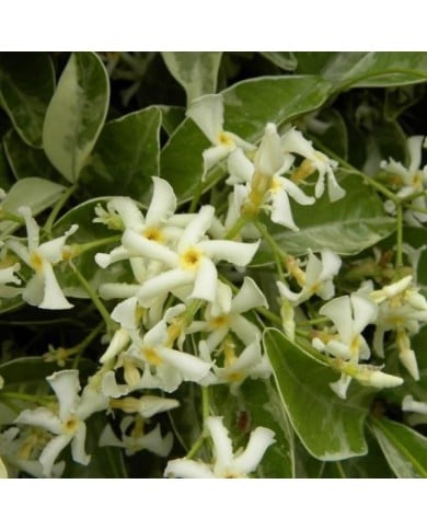 Jasmin étoilé Variegata (D.R. / &copy;Pépinières Travers)