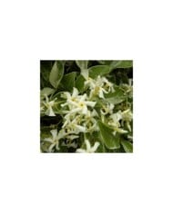 Jasmin étoilé Variegata (D.R. / &copy;Pépinières Travers)