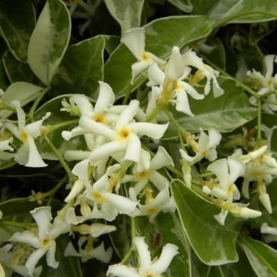 Jasmin étoilé Variegata (D.R. / &copy;Pépinières Travers)