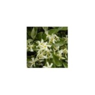 Jasmin étoilé Variegata (D.R. / &copy;Pépinières Travers)