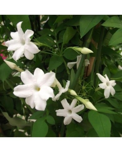 Jasmin blanc Affine (D.R. / &copy;Pépinières Travers)