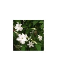 Jasmin blanc Affine (D.R. / &copy;Pépinières Travers)