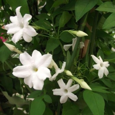 Jasmin blanc Affine (D.R. / &copy;Pépinières Travers)
