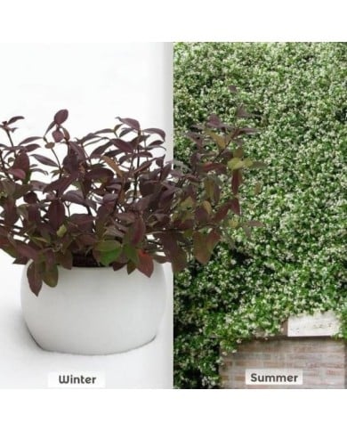 Jasmin étoilé Winter Ruby® 'Trared' (D.R. / &copy;Pépinières Travers)