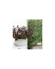 Jasmin étoilé Winter Ruby® 'Trared' (D.R. / &copy;Pépinières Travers)