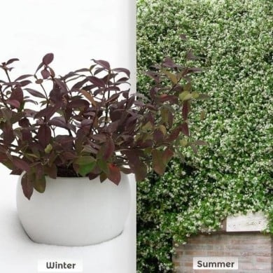 Jasmin étoilé Winter Ruby® 'Trared' (D.R. / &copy;Pépinières Travers)