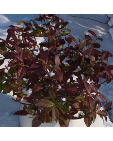 Jasmin étoilé Winter Ruby® 'Trared' (D.R. / &copy;Pépinières Travers)