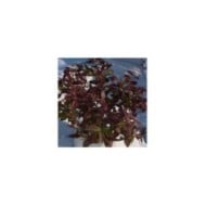 Jasmin étoilé Winter Ruby® 'Trared' (D.R. / &copy;Pépinières Travers)