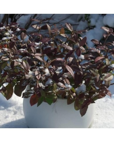Jasmin étoilé Winter Ruby® 'Trared' (D.R. / &copy;Pépinières Travers)