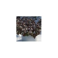 Jasmin étoilé Winter Ruby® 'Trared' (D.R. / &copy;Pépinières Travers)