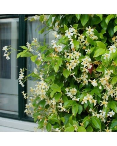 Jasmin étoilé Star of Toscane® 'Selbra' (D.R Travers)