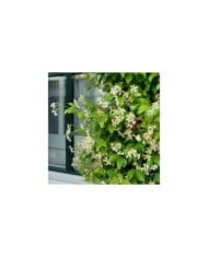 Jasmin étoilé Star of Toscane® 'Selbra' (D.R Travers)