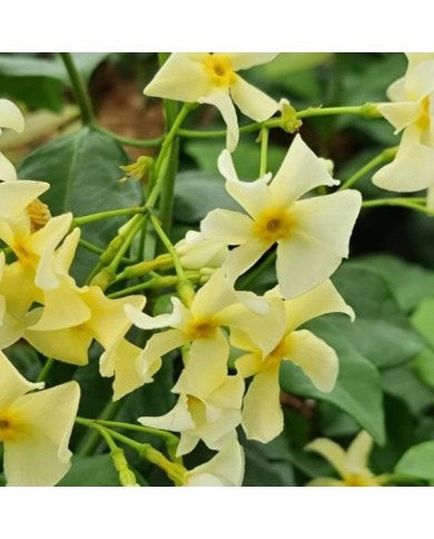 Jasmin étoilé Star of Toscane® 'Selbra' (D.R Travers)