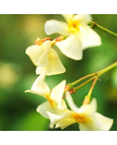 Jasmin étoilé Star of Toscane® 'Selbra' (D.R Travers)