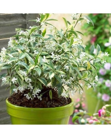 Jasmin étoilé Sun Lover® (D.R Travers)