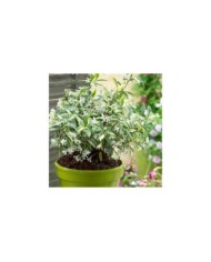 Jasmin étoilé Sun Lover® (D.R Travers)