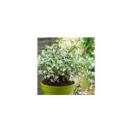 Jasmin étoilé Sun Lover® (D.R Travers)