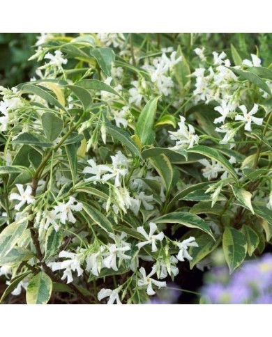 Jasmin étoilé Sun Lover® (D.R Travers)