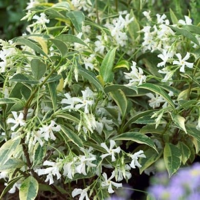 Jasmin étoilé Sun Lover® (D.R Travers)