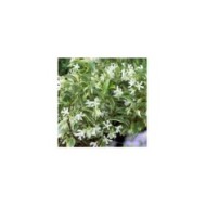 Jasmin étoilé Sun Lover® (D.R Travers)