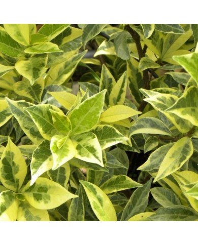 Jasmin étoilé Sun Lover® (D.R Travers)