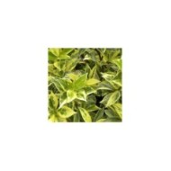 Jasmin étoilé Sun Lover® (D.R Travers)