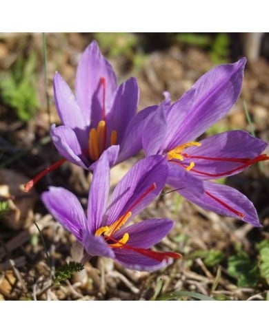 Crocus à safran (C. sativus) - par 25