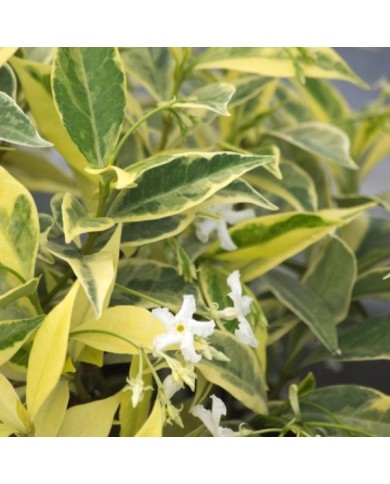 Jasmin étoilé Sun Lover® (D.R Travers)