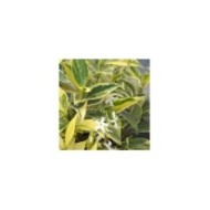 Jasmin étoilé Sun Lover® (D.R Travers)