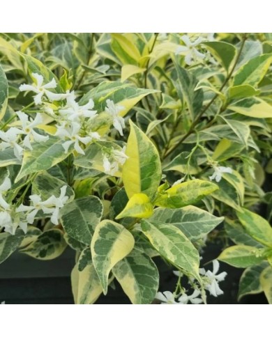 Jasmin étoilé Sun Lover® (D.R Travers)