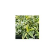 Jasmin étoilé Sun Lover® (D.R Travers)