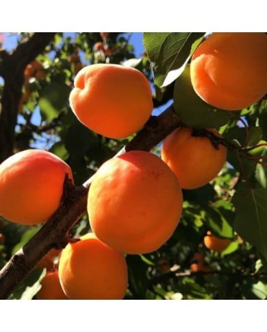 Abricotier 'Pêche de Nancy' (Niceda Chavez Atencia / Pixabay)