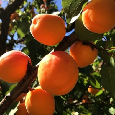 Abricotier 'Pêche de Nancy' (Niceda Chavez Atencia / Pixabay)