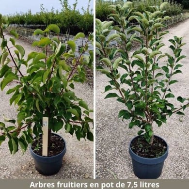 Arbres fruitiers livrés en pot de 7 -5 litres