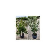 Arbres fruitiers livrés en pot de 7 -5 litres